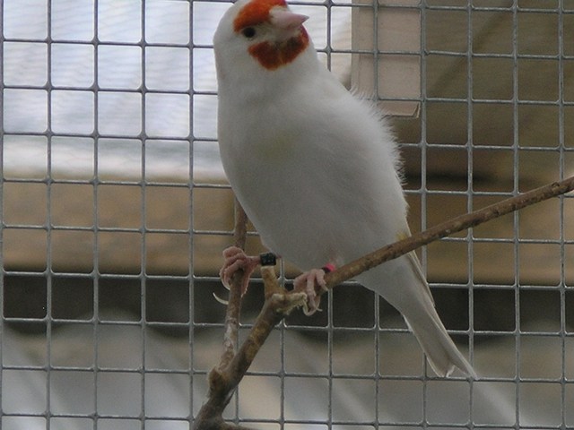 Cardellino Albino !